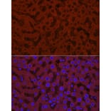 Immunofluorescence - Anti-UGT1A1 Antibody (A9810) - Antibodies.com