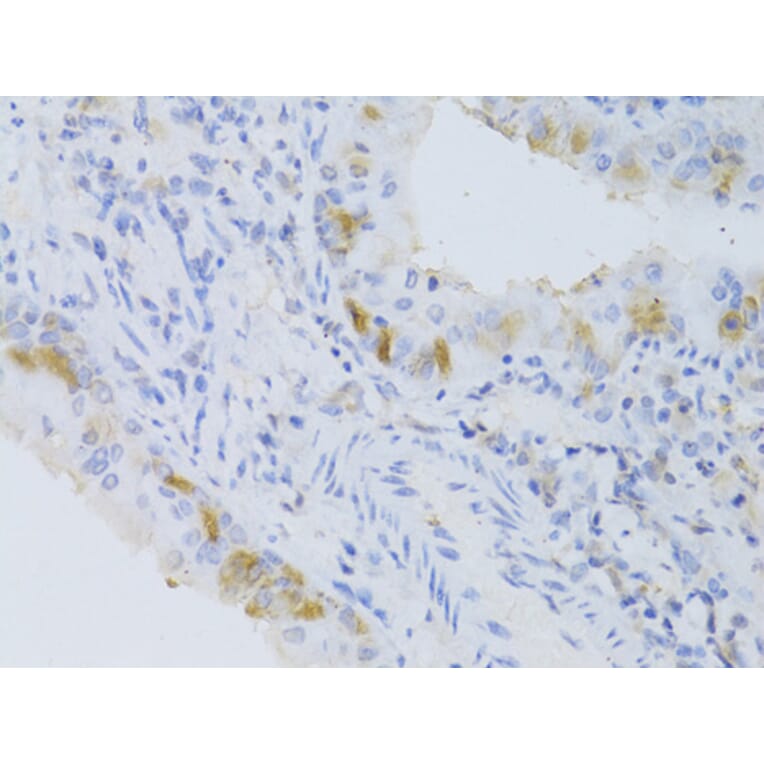 Immunohistochemistry - Anti-CYP2C9 Antibody (A6219) - Antibodies.com