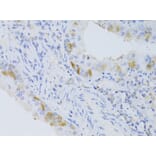 Immunohistochemistry - Anti-CYP2C9 Antibody (A6219) - Antibodies.com