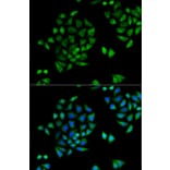 Immunofluorescence - Anti-CYP2C9 Antibody (A6219) - Antibodies.com