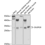 Western Blot - Anti-DUSP19 Antibody (A6227) - Antibodies.com