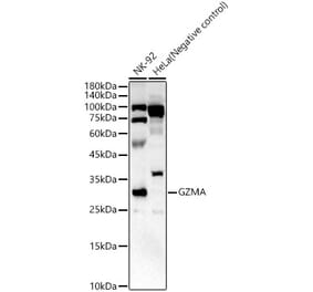Western Blot - Anti-Granzyme A Antibody (A9822) - Antibodies.com