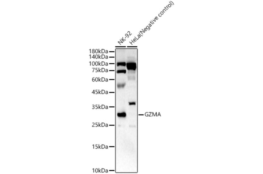 Western Blot - Anti-Granzyme A Antibody (A9822) - Antibodies.com