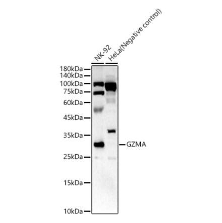 Western Blot - Anti-Granzyme A Antibody (A9822) - Antibodies.com