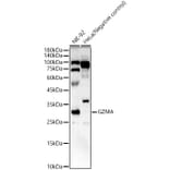Western Blot - Anti-Granzyme A Antibody (A9822) - Antibodies.com
