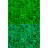 Immunofluorescence - Anti-Granzyme A Antibody (A9822) - Antibodies.com
