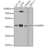 Western Blot - Anti-ALKBH1 Antibody (A9823) - Antibodies.com