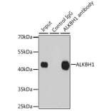 Western Blot - Anti-ALKBH1 Antibody (A9823) - Antibodies.com