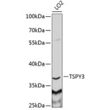 Western Blot - Anti-TSPY3 Antibody (A6270) - Antibodies.com