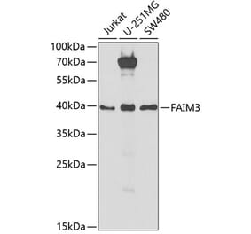 Western Blot - Anti-TOSO Antibody (A9831) - Antibodies.com