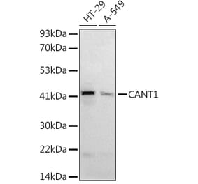 Western Blot - Anti-CANT1 Antibody (A9837) - Antibodies.com