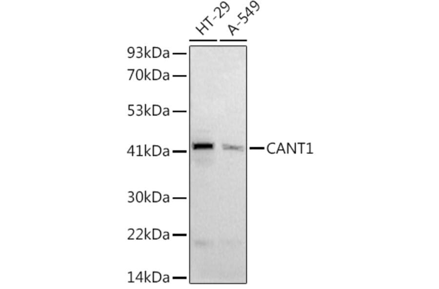 Western Blot - Anti-CANT1 Antibody (A9837) - Antibodies.com