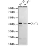 Western Blot - Anti-CANT1 Antibody (A9837) - Antibodies.com