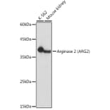 Western Blot - Anti-Arg2 Antibody (A9841) - Antibodies.com