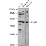Western Blot - Anti-C3a R Antibody (A9843) - Antibodies.com