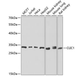 Western Blot - Anti-CLIC1 Antibody (A9844) - Antibodies.com