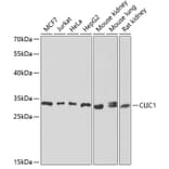 Western Blot - Anti-CLIC1 Antibody (A9844) - Antibodies.com
