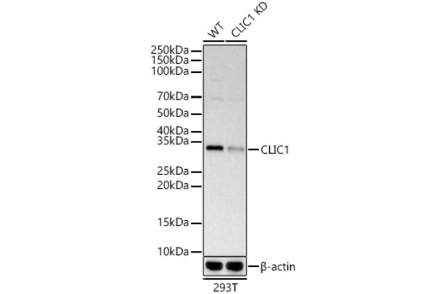 Western Blot - Anti-CLIC1 Antibody (A9844) - Antibodies.com