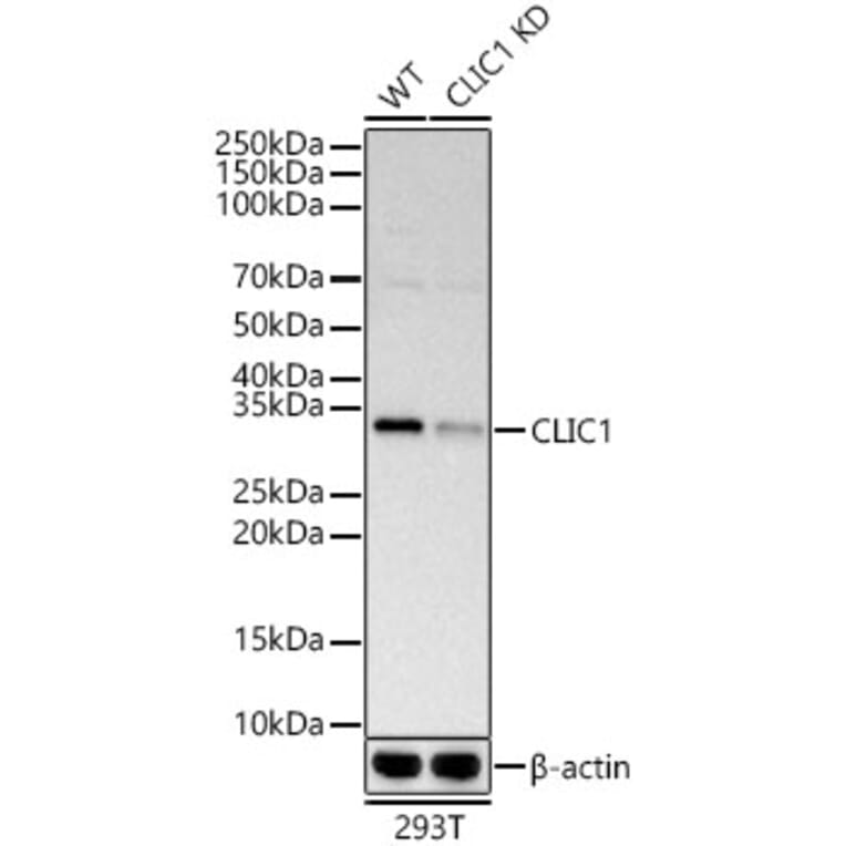 Western Blot - Anti-CLIC1 Antibody (A9844) - Antibodies.com