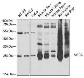 Western Blot - Anti-MSRA Antibody (A9849) - Antibodies.com