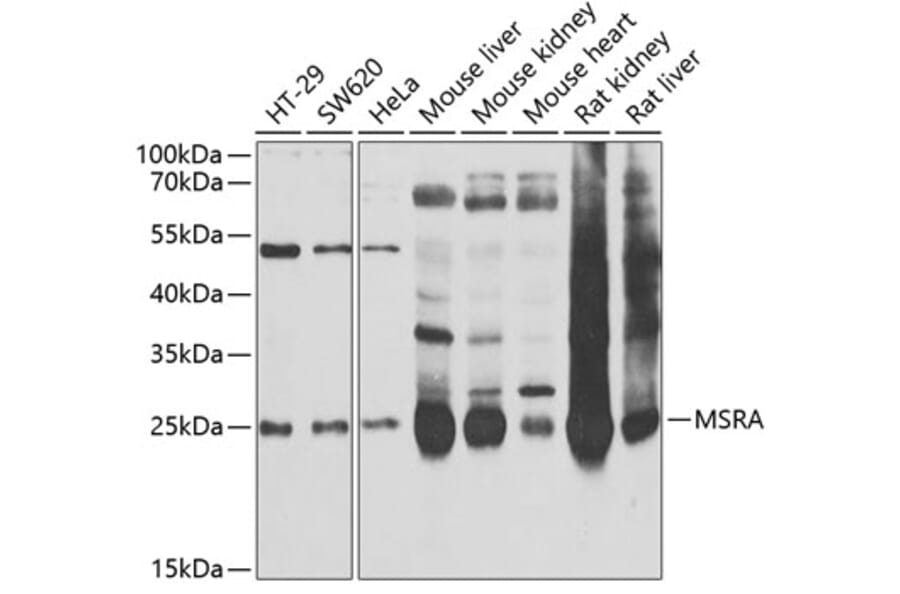 Western Blot - Anti-MSRA Antibody (A9849) - Antibodies.com