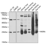 Western Blot - Anti-MSRA Antibody (A9849) - Antibodies.com