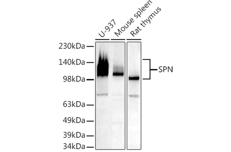 Western Blot - Anti-CD43 Antibody (A9855) - Antibodies.com
