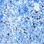 Immunohistochemistry - Anti-CD43 Antibody (A9855) - Antibodies.com