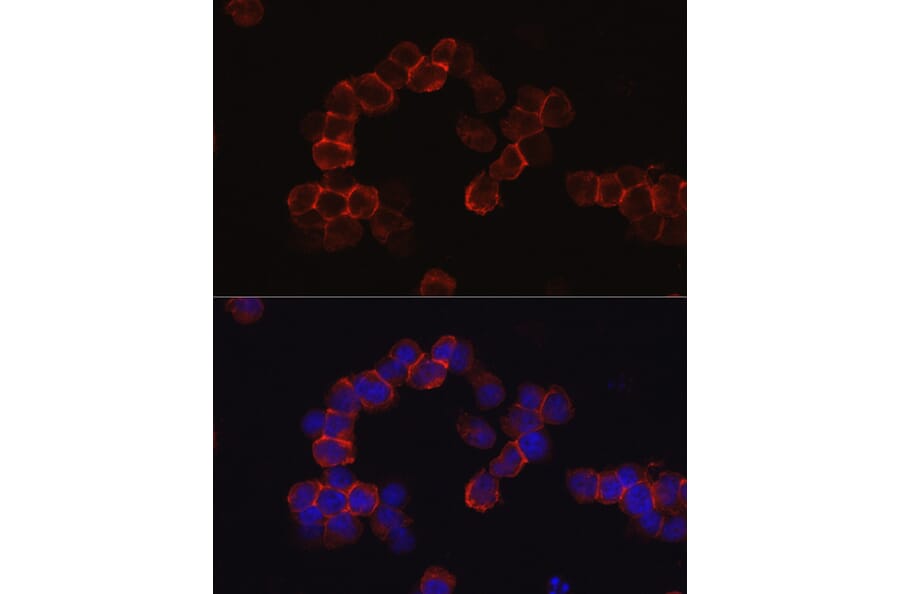 Immunofluorescence - Anti-CD43 Antibody (A9855) - Antibodies.com