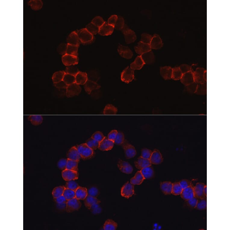 Immunofluorescence - Anti-CD43 Antibody (A9855) - Antibodies.com