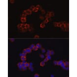Immunofluorescence - Anti-CD43 Antibody (A9855) - Antibodies.com