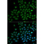 Immunofluorescence - Anti-KLF10 Antibody (A6415) - Antibodies.com