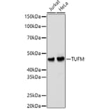 Western Blot - Anti-TUFM Antibody (A9861) - Antibodies.com