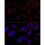 Immunofluorescence - Anti-TUFM Antibody (A9861) - Antibodies.com