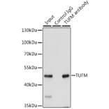 Western Blot - Anti-TUFM Antibody (A9861) - Antibodies.com