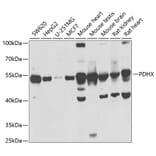 Western Blot - Anti-PDHX Antibody (A9863) - Antibodies.com