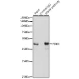 Western Blot - Anti-PDHX Antibody (A9863) - Antibodies.com