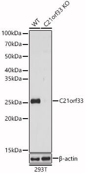 Western blot analysis of extracts of various cell lines, using Anti-C21orf33 Antibody (A6429) at 1:1,000 dilution. Secondary antibody: Goat Anti-Rabbit IgG (H+L) (HRP) (AS014) at 1:10,000 dilution. Lysates / proteins: 25µg per lane. Blocking buffer: 3% non-fat dry milk in TBST. Detection: ECL Enhanced Kit (RM00021). Exposure time: 60s.