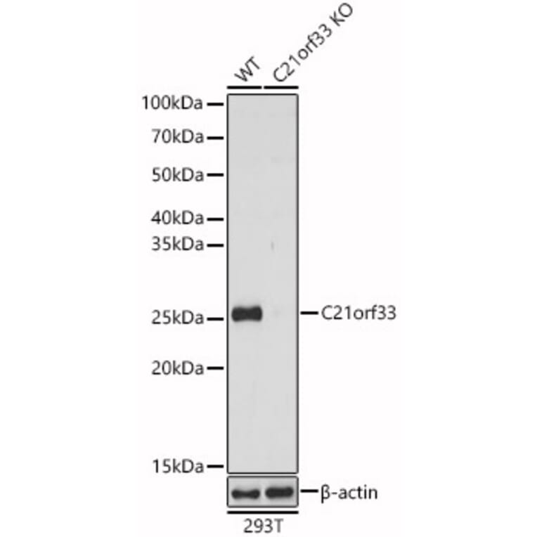 Western Blot - Anti-GATD3 Antibody (A9864) - Antibodies.com
