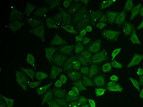 Immunofluorescence analysis of U2OS cells using Anti-C21orf33 Antibody (A6429).