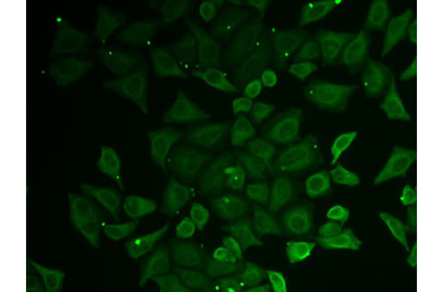 Immunofluorescence - Anti-GATD3 Antibody (A9864) - Antibodies.com
