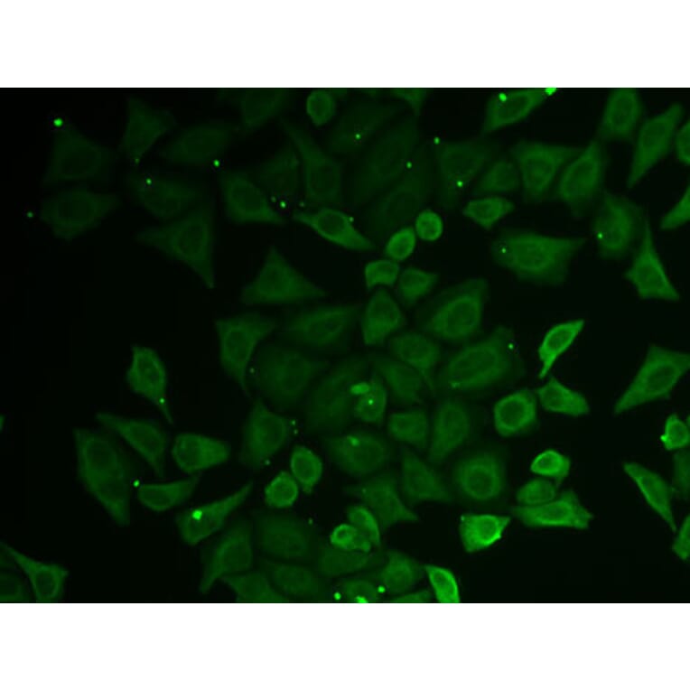 Immunofluorescence - Anti-GATD3 Antibody (A9864) - Antibodies.com