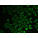 Immunofluorescence - Anti-GATD3 Antibody (A9864) - Antibodies.com