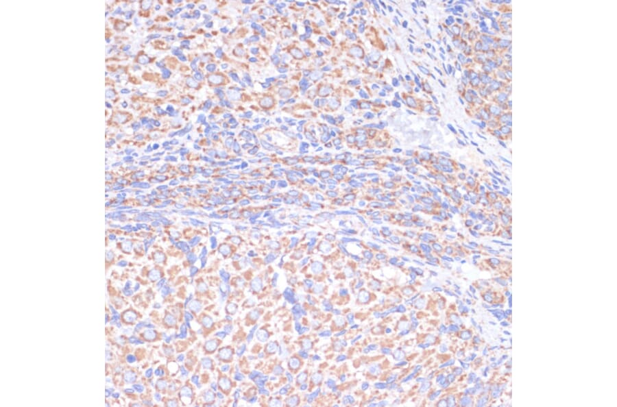 Immunohistochemistry - Anti-COX5A Antibody (A9867) - Antibodies.com