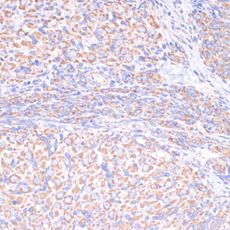 Immunohistochemistry - Anti-COX5A Antibody (A9867) - Antibodies.com