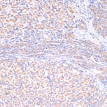 Immunohistochemistry - Anti-COX5A Antibody (A9867) - Antibodies.com