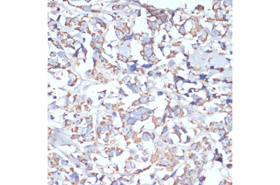 Immunohistochemistry - Anti-COX5A Antibody (A9867) - Antibodies.com