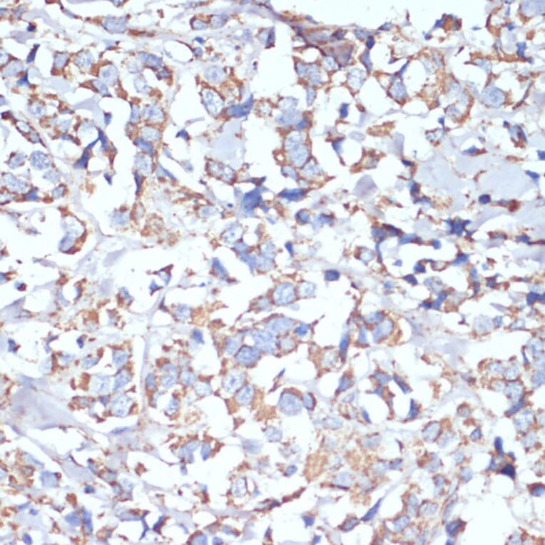 Immunohistochemistry - Anti-COX5A Antibody (A9867) - Antibodies.com