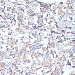 Immunohistochemistry - Anti-COX5A Antibody (A9867) - Antibodies.com