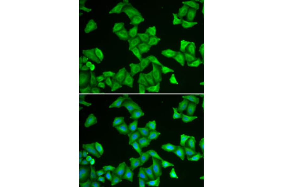 Immunofluorescence - Anti-COX5A Antibody (A9867) - Antibodies.com